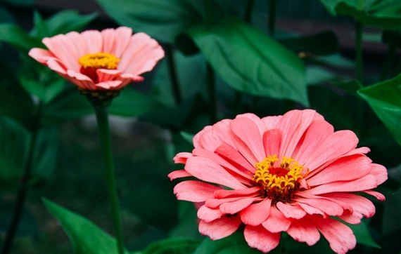 Foto - Çiçeği coşturma tüyosu! Solma ve dökülme derdi de olmuyor anında etki gösteriyor