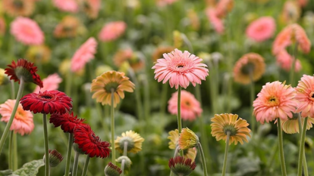 Foto - Çiçeği coşturma tüyosu! Solma ve dökülme derdi de olmuyor anında etki gösteriyor