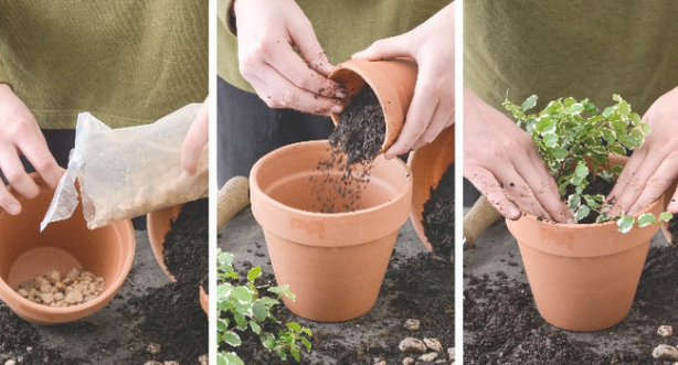 Foto - Çiçeği coşturma tüyosu! Solma ve dökülme derdi de olmuyor anında etki gösteriyor