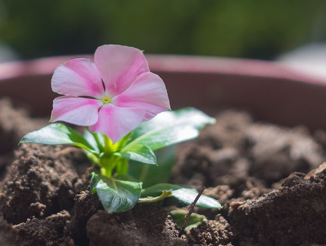 Çiçeği coşturma tüyosu! Solma ve dökülme derdi de olmuyor anında etki gösteriyor