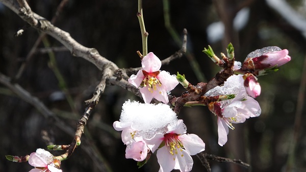 Foto - Çiçek açan ağaçlar beyaz örtüyle süslendi