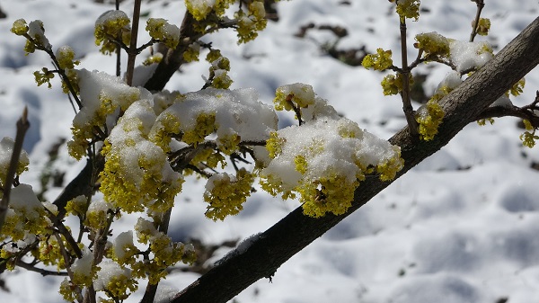 Foto - Çiçek açan ağaçlar beyaz örtüyle süslendi