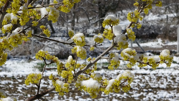 Foto - Çiçek açan ağaçlar beyaz örtüyle süslendi