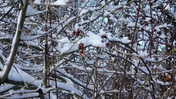 Foto - Çiçek açan ağaçlar beyaz örtüyle süslendi