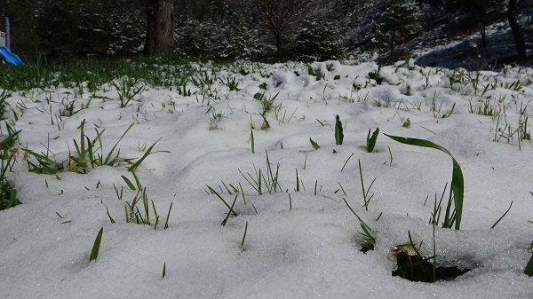Foto - Çiçek açan ağaçlar beyaz örtüyle süslendi