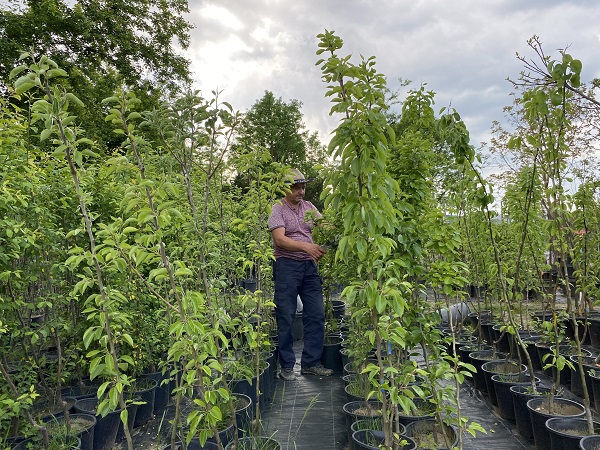 Foto - Çiçekler akşam mı sulanır?