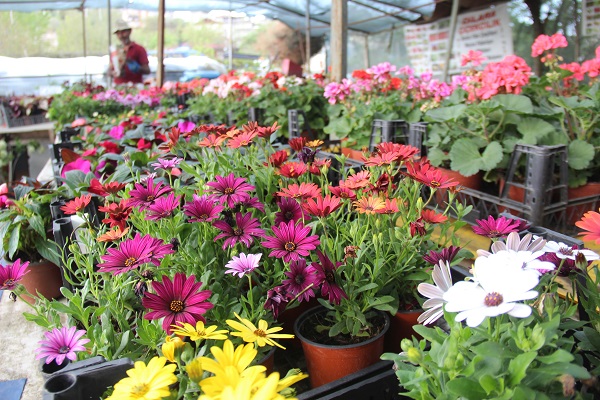 Çiçekler akşam mı sulanır?