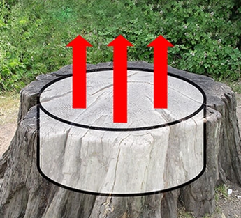 Çiçeklerin nerede yetiştiğine çok şaşıracaksınız