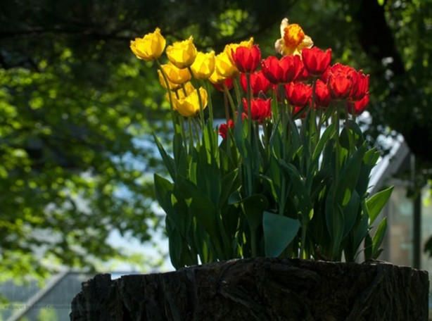 Foto - Çiçeklerin nerede yetiştiğine çok şaşıracaksınız