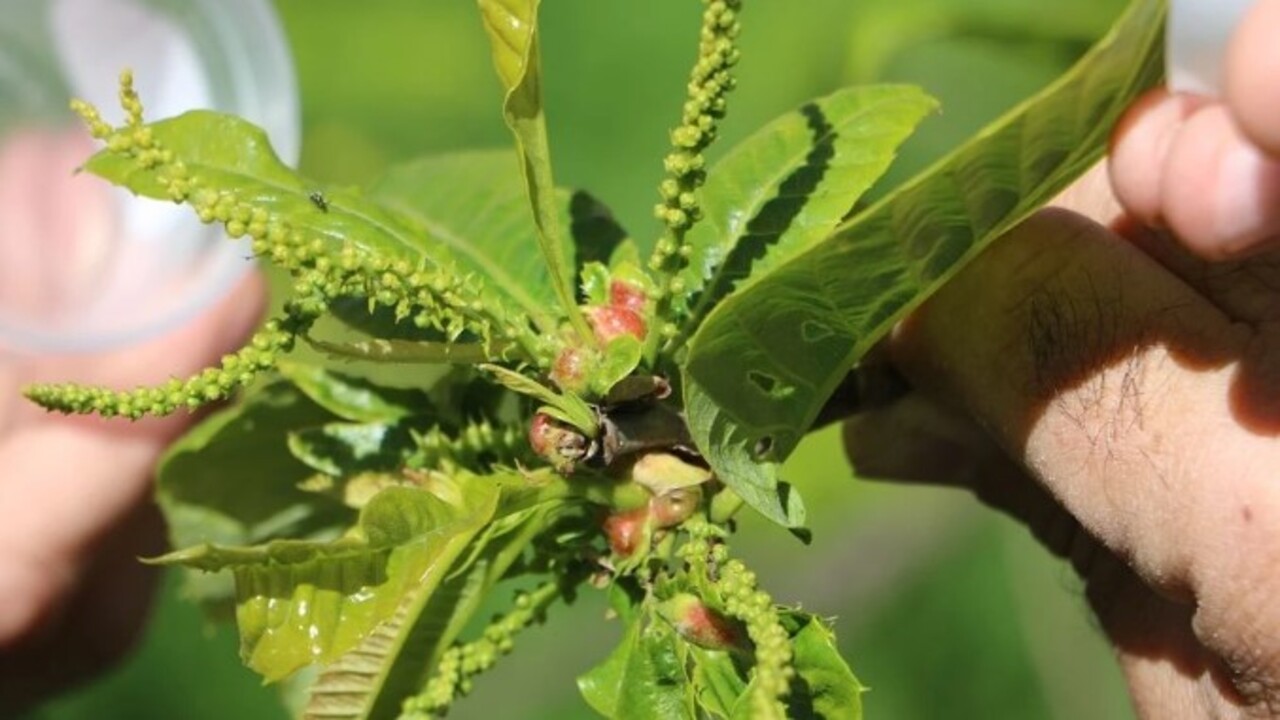 Foto - Ciddi şekilde zarar veriyor! Türkiye'de ilk kez 2013 yılında Yalova'da görüldü
