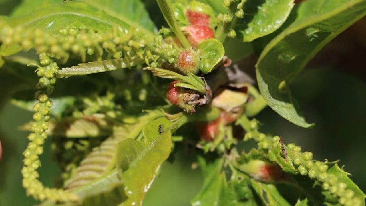 Ciddi şekilde zarar veriyor! Türkiye'de ilk kez 2013 yılında Yalova'da görüldü