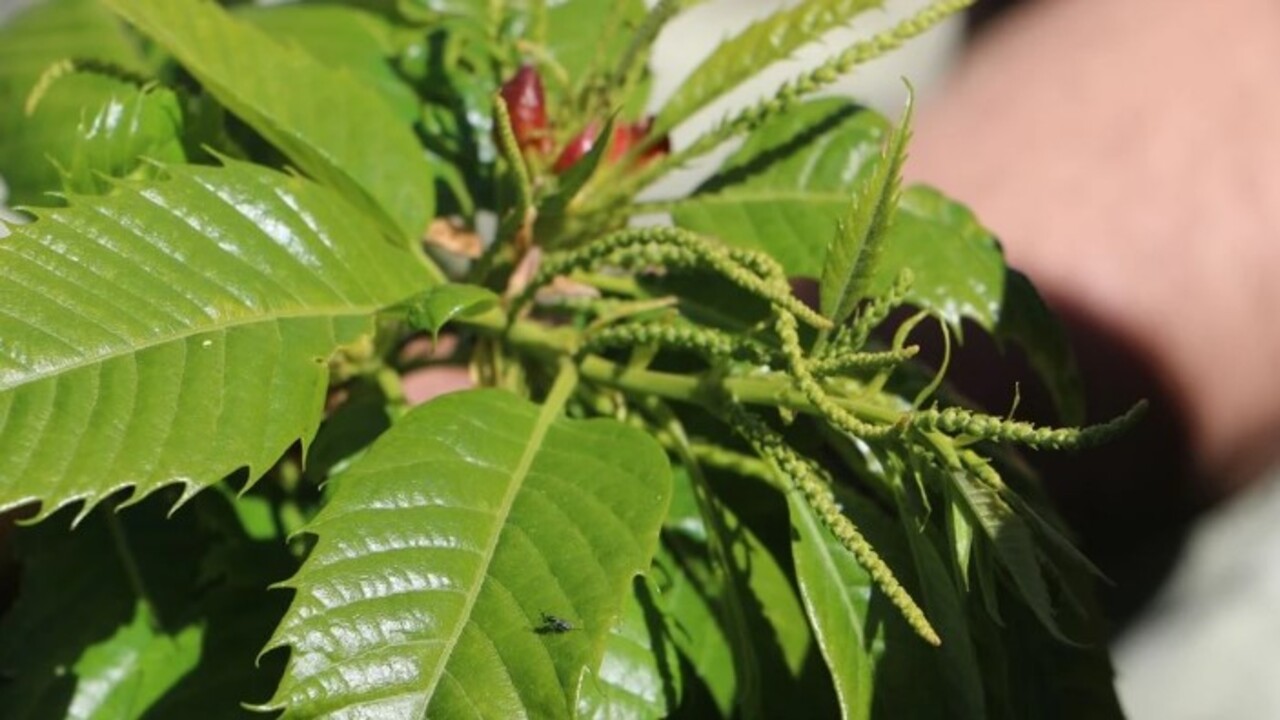 Foto - Ciddi şekilde zarar veriyor! Türkiye'de ilk kez 2013 yılında Yalova'da görüldü