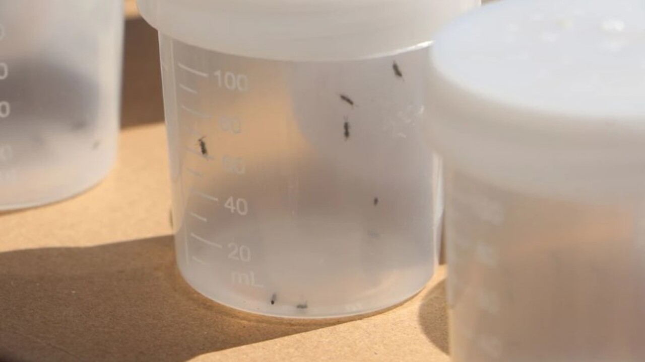 Foto - Ciddi şekilde zarar veriyor! Türkiye'de ilk kez 2013 yılında Yalova'da görüldü