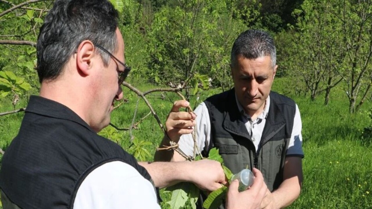 Foto - Ciddi şekilde zarar veriyor! Türkiye'de ilk kez 2013 yılında Yalova'da görüldü