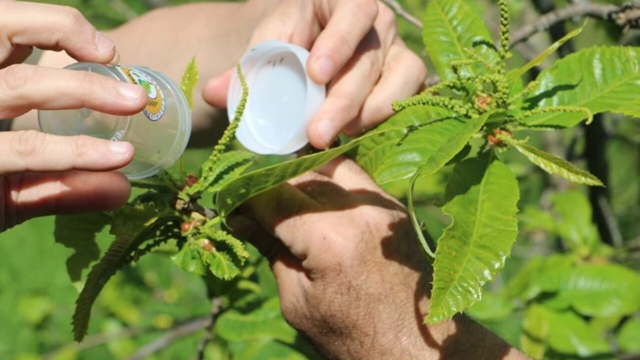 Foto - Ciddi şekilde zarar veriyor! Türkiye'de ilk kez 2013 yılında Yalova'da görüldü