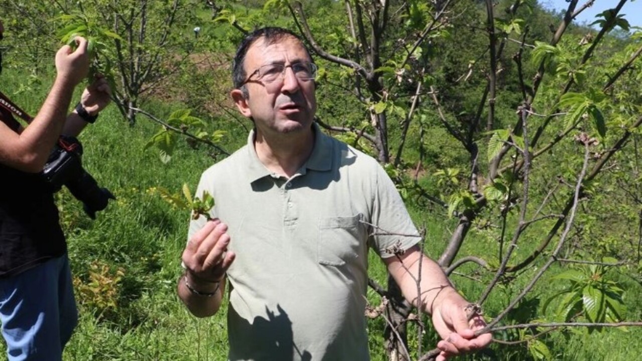 Foto - Ciddi şekilde zarar veriyor! Türkiye'de ilk kez 2013 yılında Yalova'da görüldü