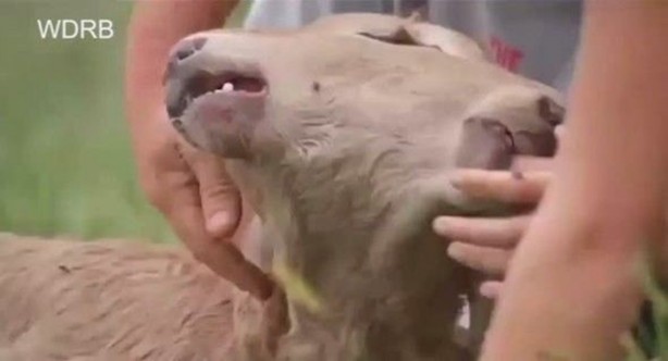 Foto - Çift başlı buzağı hayrete düşürdü!