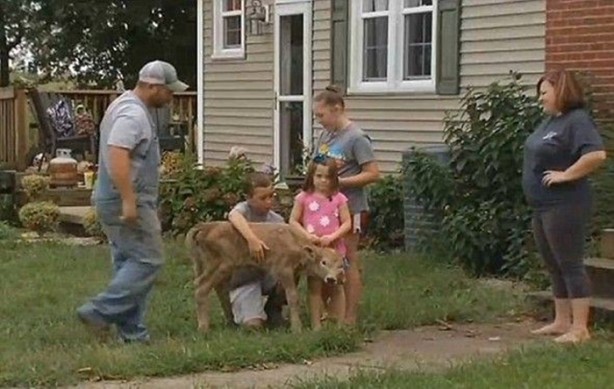 Foto - Çift başlı buzağı hayrete düşürdü!