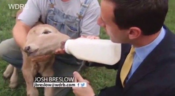 Foto - Çift başlı buzağı hayrete düşürdü!