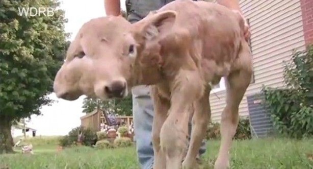 Foto - Çift başlı buzağı hayrete düşürdü!