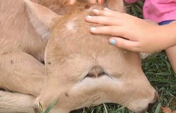  Çift başlı buzağı hayrete düşürdü!