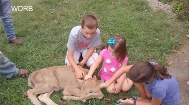 Foto - Çift başlı buzağı hayrete düşürdü!