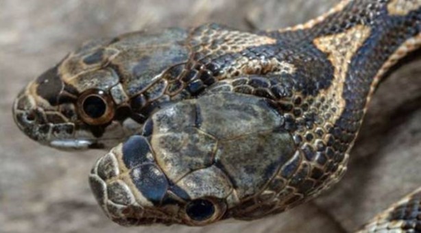 Foto - Çift başlı yılan görenleri şaşırtıyor