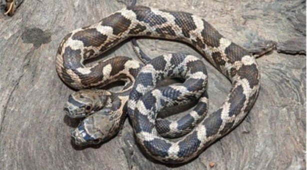 Foto - Çift başlı yılan görenleri şaşırtıyor