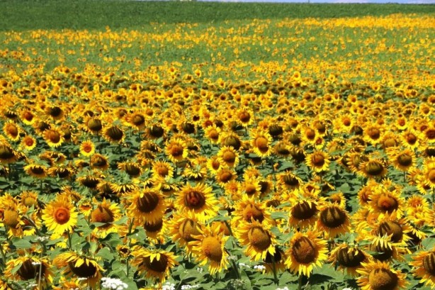 Foto - Çiftçi bayram edecek! 19 bin lira oldu