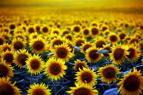 Foto - Çiftçi bayram edecek! 19 bin lira oldu