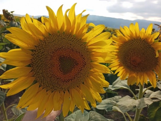 Foto - Çiftçi bayram edecek! 19 bin lira oldu