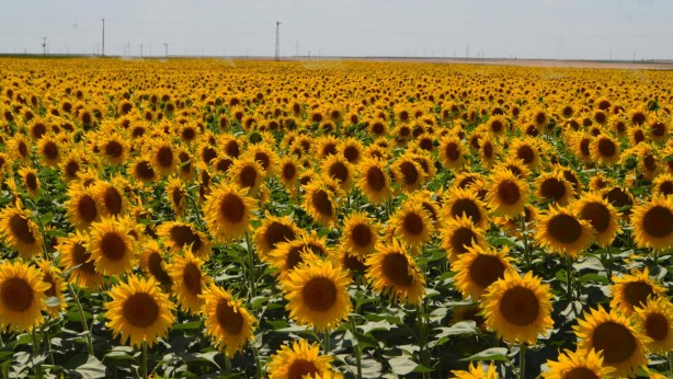 Çiftçi bayram edecek! 19 bin lira oldu