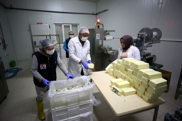 Çiftçi birliği, süt ürünleri gelirini 3 senede 4 kat artırdı