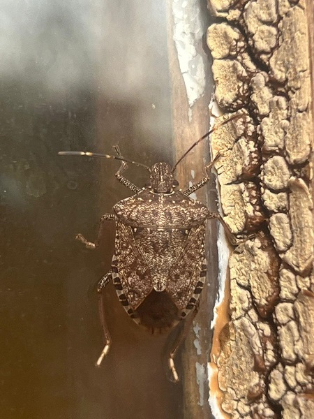 Foto - Çiftçi bu böcekten bıktı! 4 ayda 40 bin nokta ilaçlandı