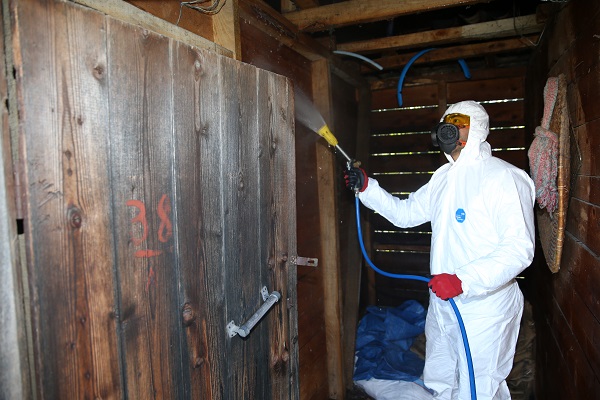 Foto - Çiftçi bu böcekten bıktı! 4 ayda 40 bin nokta ilaçlandı