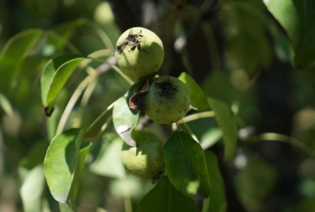 Foto - Çiftçi ekiyor komisyoncu kazanıyor! Ürünlere yarı fiyat verilince öyle bir şey yaptı ki…