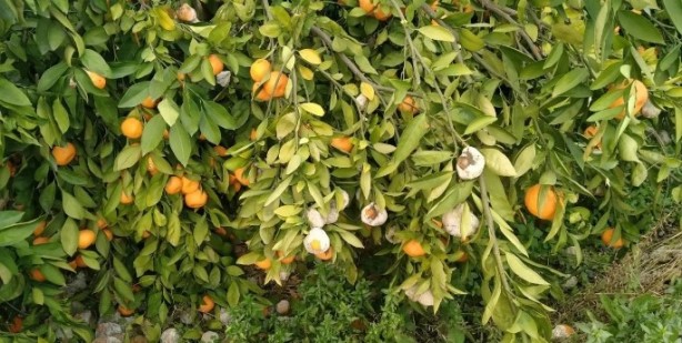 Foto - Çiftçi ekiyor komisyoncu kazanıyor! Ürünlere yarı fiyat verilince öyle bir şey yaptı ki…