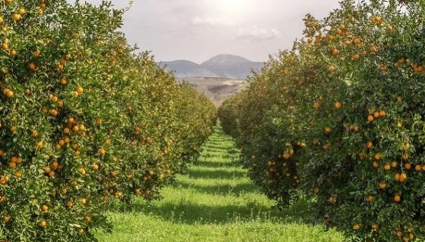 Foto - Çiftçi ekiyor komisyoncu kazanıyor! Ürünlere yarı fiyat verilince öyle bir şey yaptı ki…