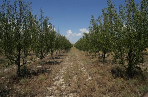 Foto - Çiftçi ekiyor komisyoncu kazanıyor! Ürünlere yarı fiyat verilince öyle bir şey yaptı ki…