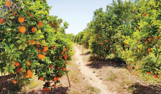 Foto - Çiftçi ekiyor komisyoncu kazanıyor! Ürünlere yarı fiyat verilince öyle bir şey yaptı ki…
