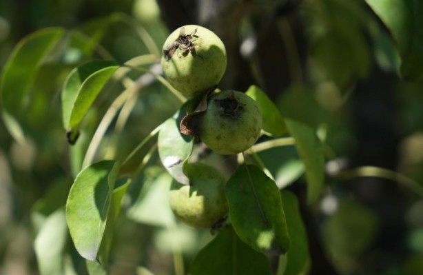 Foto - Çiftçi ekiyor komisyoncu kazanıyor! Ürünlere yarı fiyat verilince öyle bir şey yaptı ki…
