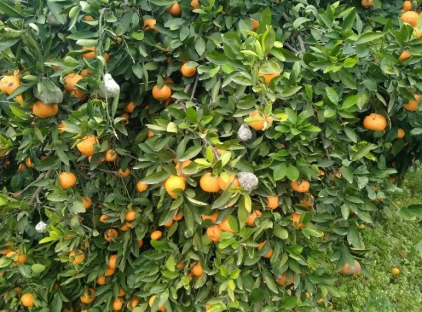 Foto - Çiftçi ekiyor komisyoncu kazanıyor! Ürünlere yarı fiyat verilince öyle bir şey yaptı ki…