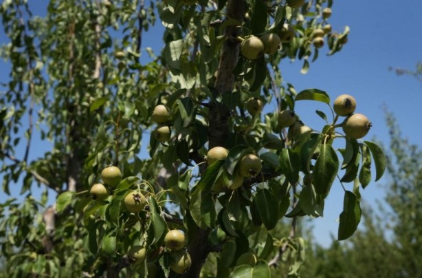 Foto - Çiftçi ekiyor komisyoncu kazanıyor! Ürünlere yarı fiyat verilince öyle bir şey yaptı ki…