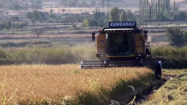 Foto - Çiftçi heyecanlandıran haberi aldı, pirinç toplamak için tarlasına koştu: ‘Beyaz altın’ geçim kaynağı hasadı...