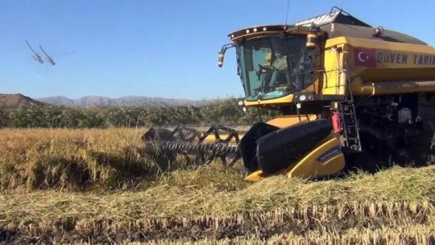 Foto - Çiftçi heyecanlandıran haberi aldı, pirinç toplamak için tarlasına koştu: ‘Beyaz altın’ geçim kaynağı hasadı...