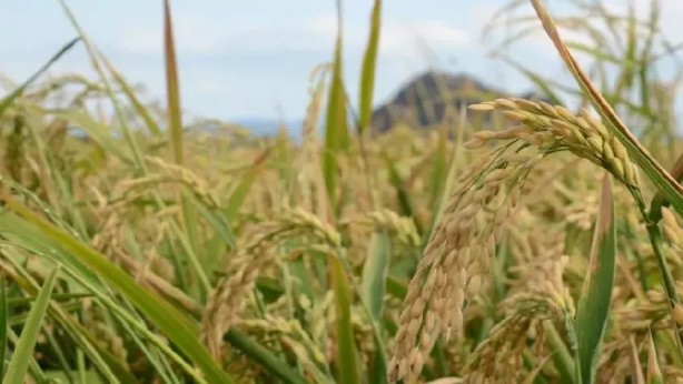 Foto - Çiftçi heyecanlandıran haberi aldı, pirinç toplamak için tarlasına koştu: ‘Beyaz altın’ geçim kaynağı hasadı...