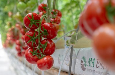 Foto - Çiftçiler domates eylemi yapıp yol kapattı! Hükümet az önce müjdeyi verdi