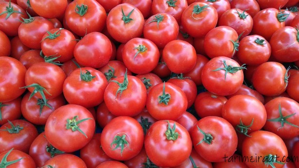 Foto - Çiftçiler domates eylemi yapıp yol kapattı! Hükümet az önce müjdeyi verdi