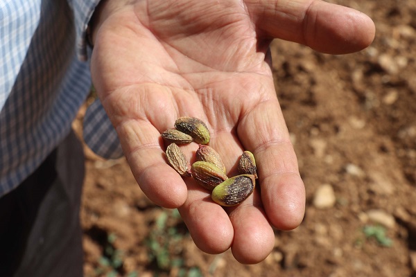 Foto - Çiftçiler endişeli! Rekolte düşer mi? 