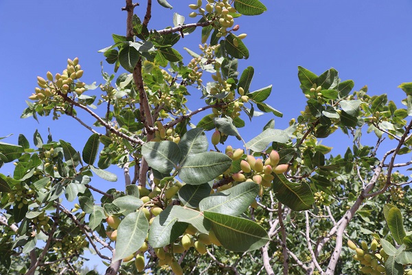 Foto - Çiftçiler endişeli! Rekolte düşer mi? 